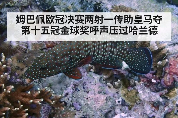 姆巴佩欧冠决赛两射一传助皇马夺第十五冠金球奖呼声压过哈兰德